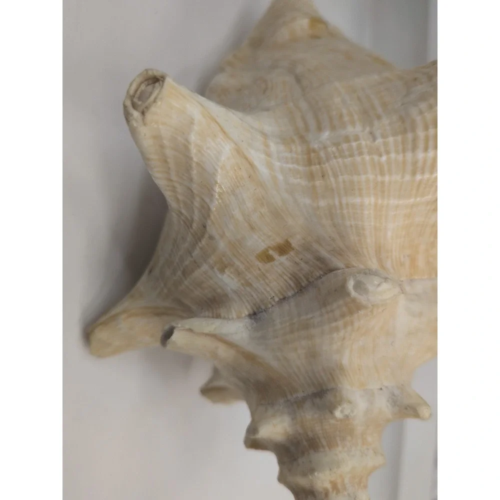 🏖️Large Vintage Pink-Lipped Murex Sea Shell Natural Ocean‎ Beach Coastal Decor